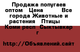 Продажа попугаев оптом › Цена ­ 500 - Все города Животные и растения » Птицы   . Коми респ.,Сыктывкар г.